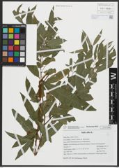 Foto von Salix alba L.